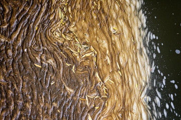 Close up of patterns of organic matter and debris caught in river eddy