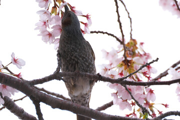 桜の花の蜜を吸うヒヨドリ