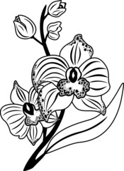  Black and white beautiful orchid branch