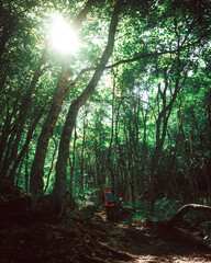 Russia, the Caucasus, Dombay, a tourist walking through a dark forest and the sun's rays break through the dense foliage of trees