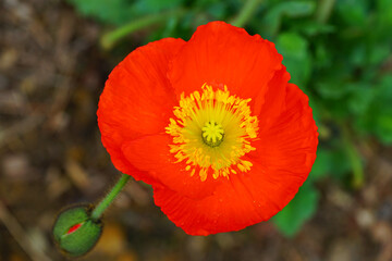 Obraz premium Orange and yellow flowers of Icelandic Poppy (Papaver Nudicaule)