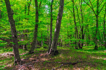 Trees in the green forest