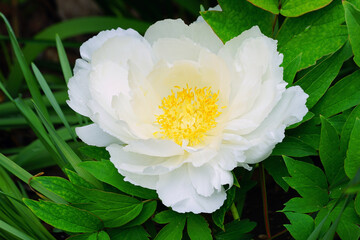 White and yellow tree peony flower growing on the shrub