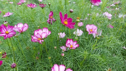 Beautiful starburst flowers and green leaves