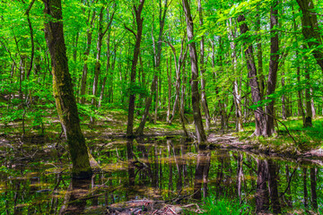 Naklejka na ściany i meble Small swamp in a green forest