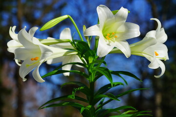Fragrant white and yellow trumpet flowers of Easter Lily flowers (lilium longiflorum) in the spring © eqroy