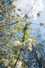 Close up white blossom on tree