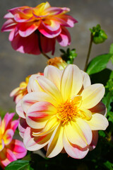 Pink and yellow dahlia flower in bloom