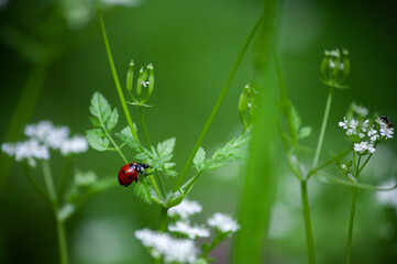 ladybug on grass