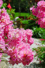 Pink azalea flower bush in the spring garden