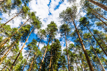 Perennial pines in Meshchera National Park, Vladimir region, Russia