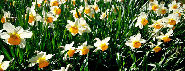 White narcissus blooming in the rays of the sun