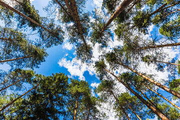 Perennial pines in Meshchera National Park, Vladimir region, Russia