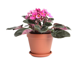Beautiful violet flowers isolated on white. Plant for house decor