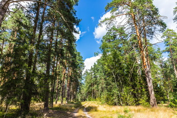 Ecological trail in the forest in Meshchera National Park, Vladimir region, Russia