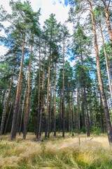 Perennial pines in Meshchera National Park, Vladimir region, Russia