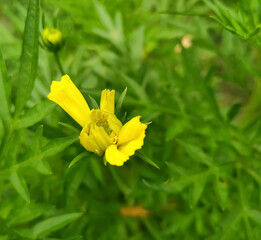 yellow flower in spring