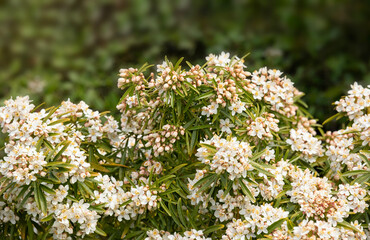 Closeup of flowers of Mexican orange blossom, Choisya x dewitteana 'Aztec Pearl', bush in the spring