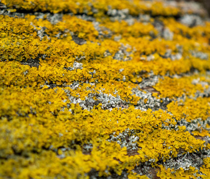 Yellow lichen on a bird house
