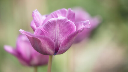 Closeup of Tullips, Tulipa 'Bleu Aimable', in spring