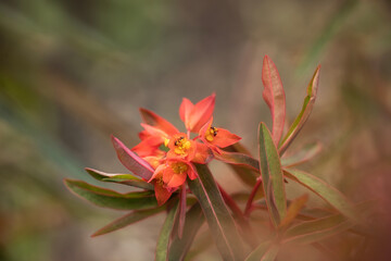 Closeup of the flowers of Euphorbia griffithii 'Fireglow' in spring