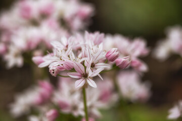 Closeup of the Flowers of Allium 'Cameleon' in spring
