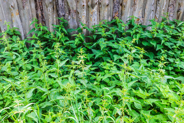 high thickets of nettles near the fence