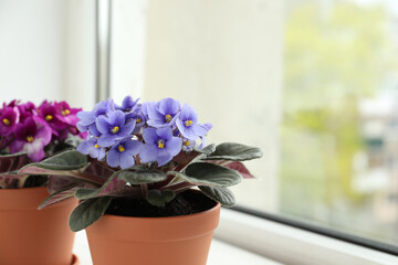 Fototapeta na wymiar Beautiful potted violets on window sill, space for text. Delicate house plants