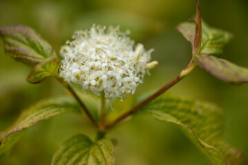 Closeup of flowers of Siberian dogwood, Cornus alba 'Sibirica' in spring