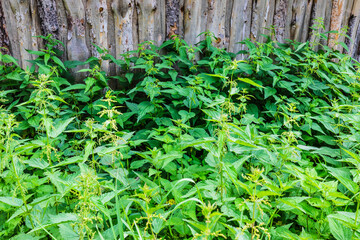 high thickets of nettles near the fence
