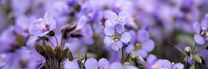Fototapeta na wymiar Panorama of flowers of Jacob's Ladder, Polemonium 'Heavenly Blue', in spring