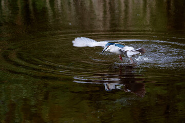 Black-crowned Night Heron (Nycticorax nycticorax) fishing in a small lake with a black background and copy space