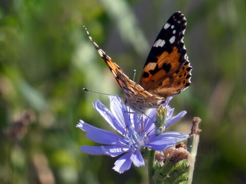 Butterfly standing on the blue flower in the meadow
