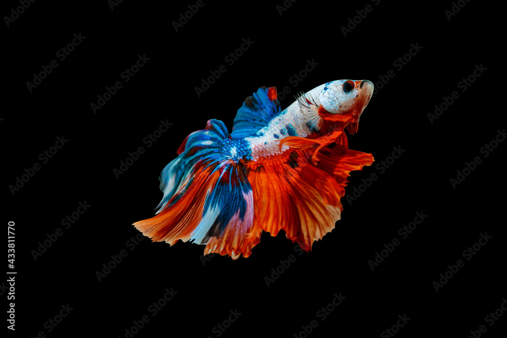 Wall mural Colorful betta fish, siamese fighting fish betta isolated on black background.