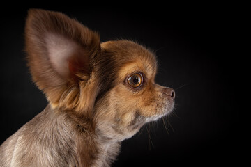 Head of chihuahua dog close-up wide angle lens portrait. Side view. Distorted proportions with huge triangle ears and funny eyes. Beautiful grooming. Isolated on black background.