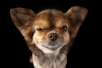 Obraz premium Serious face chihuahua dog close-up wide angle lens portrait. Dog emotions contempt, arrogance. Eye wink. Beautiful grooming. Isolated on black background.