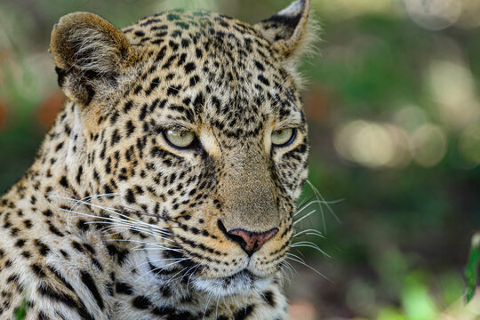 close up of a leopard