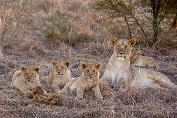 lioness and cubs