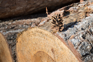 Tronc de bois et pomme de pin 