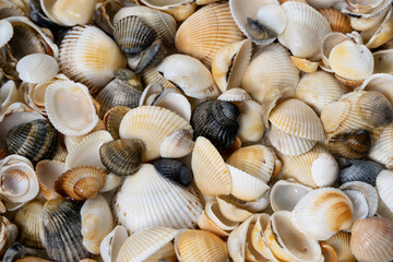 Summer background pattern from seashells. Shell close-up. Ocean coast. Seashells background.