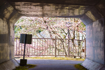 春の壷阪寺　トンネルの先に桜