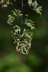 Orchard grass flowers. Poaceae perennnial grass. Hay fever causes plants.