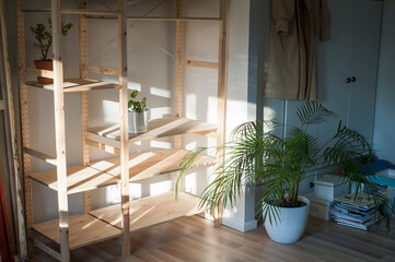 Plant in room with shadows