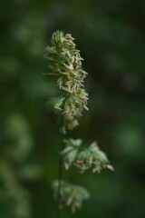 Orchard grass flowers. Poaceae perennnial grass. Hay fever causes plants.