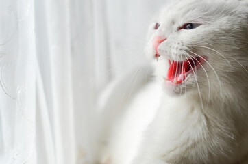 White kitten with blue eyes meows