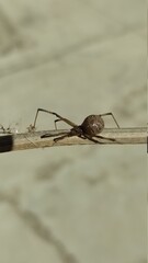 dragonfly on the wall