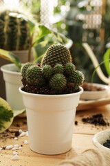 Beautiful houseplant in pot on wooden table