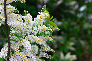 Padus avium. Prunus padus. The Rosaceae family. The thickly flowering branch of the cherry tree is white in yellow flowers. Plant flowering bush. A branch with lots of flowers in the spring.