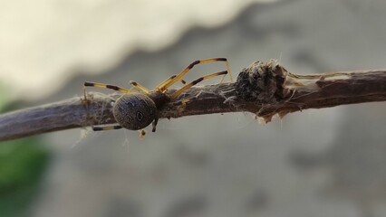 spider on a branch