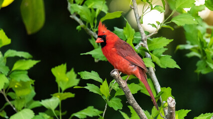Northern Cardinal sunning on a branch North Carolina